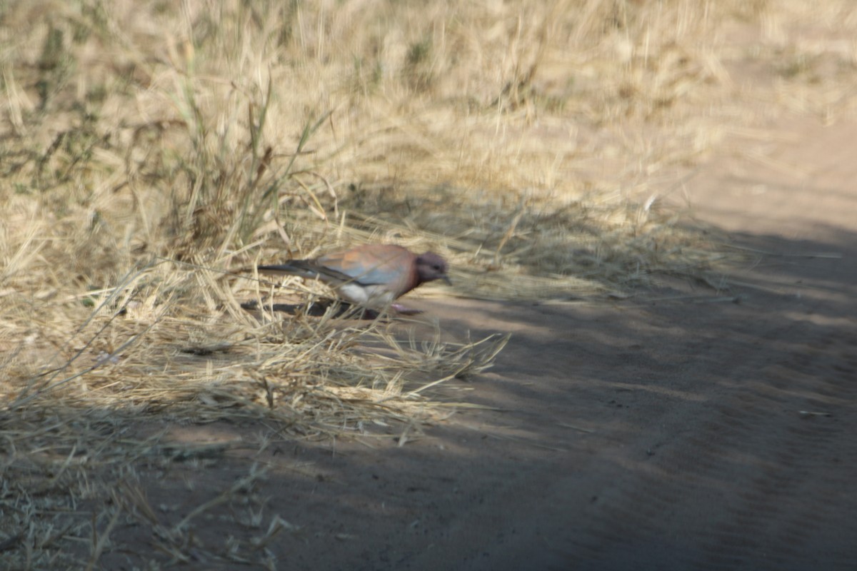 Laughing Dove - ML621182173