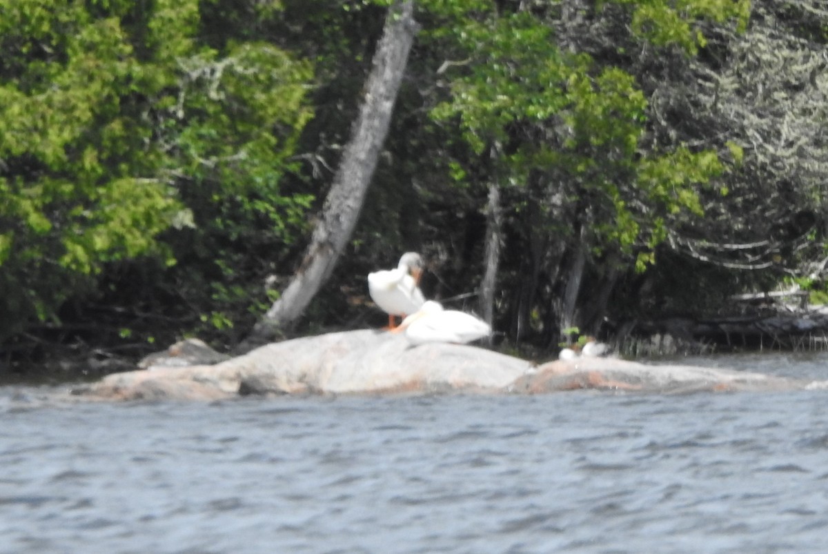 pelikán severoamerický - ML621182184