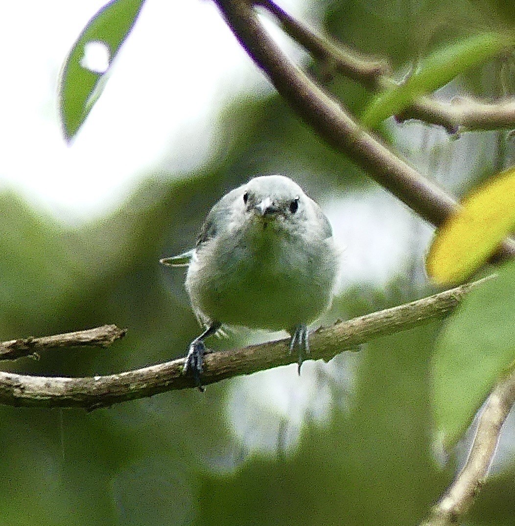 Blue-gray Tanager - ML621182220