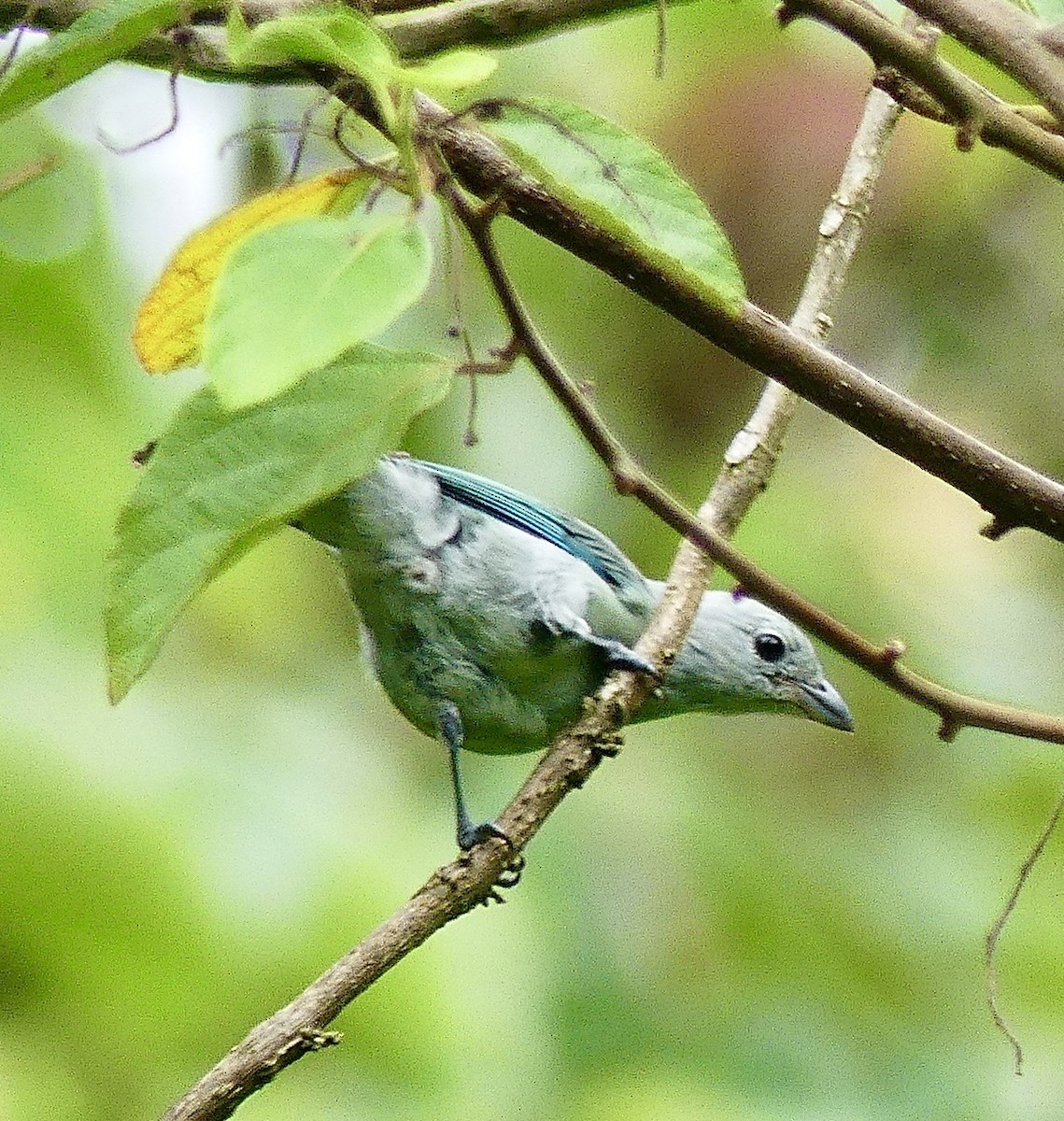 Blue-gray Tanager - ML621182221