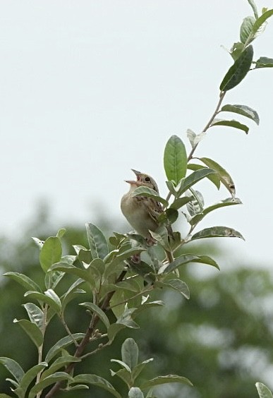 Grasshopper Sparrow - ML621182230