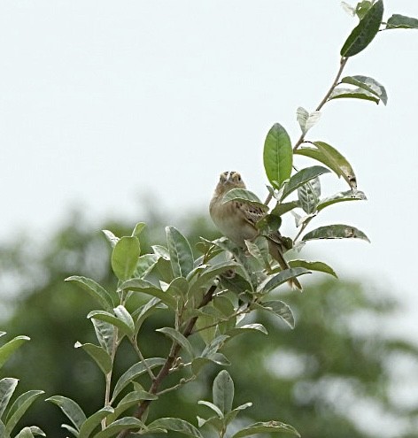 Grasshopper Sparrow - ML621182231