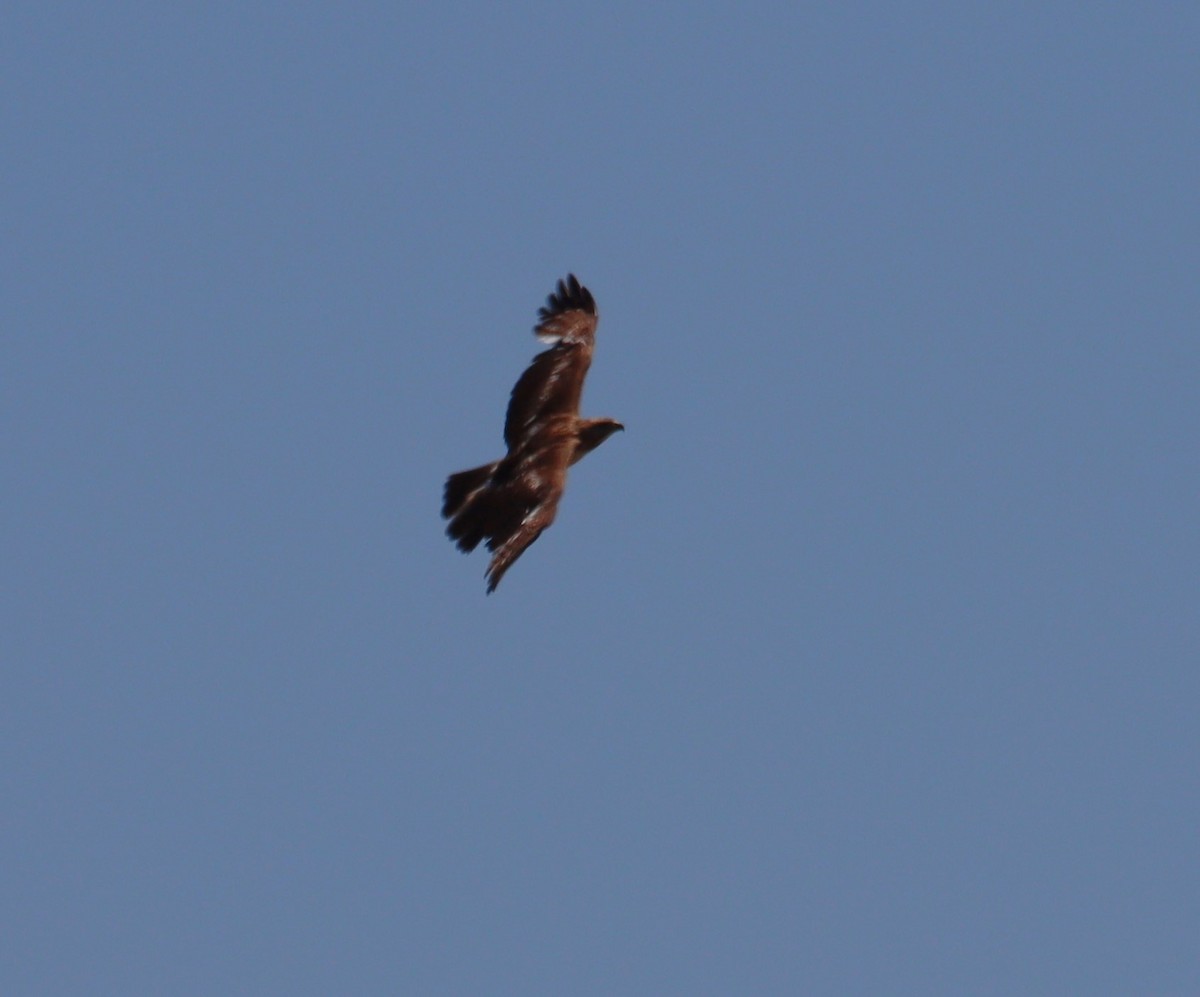 Red-tailed Hawk - ML621182256