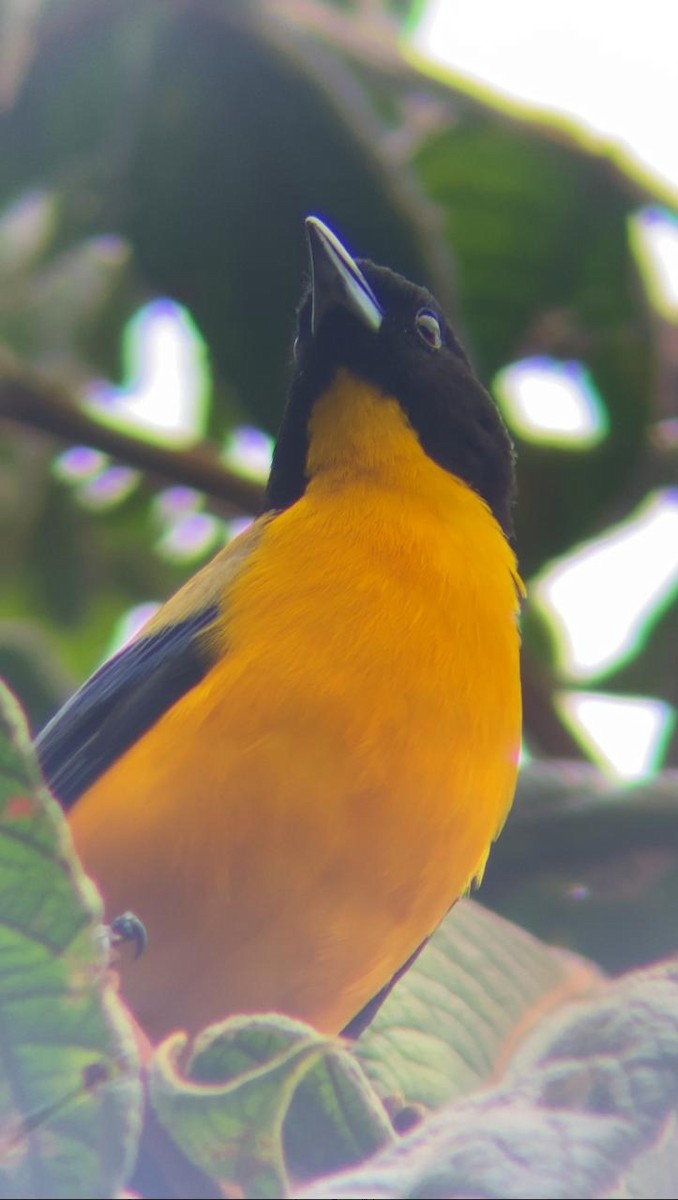 Black-chinned Mountain Tanager - ML621182263