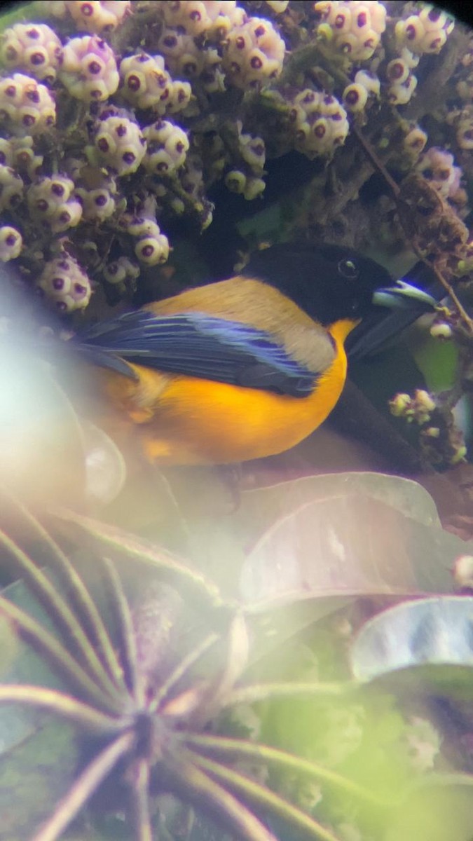 Black-chinned Mountain Tanager - ML621182271