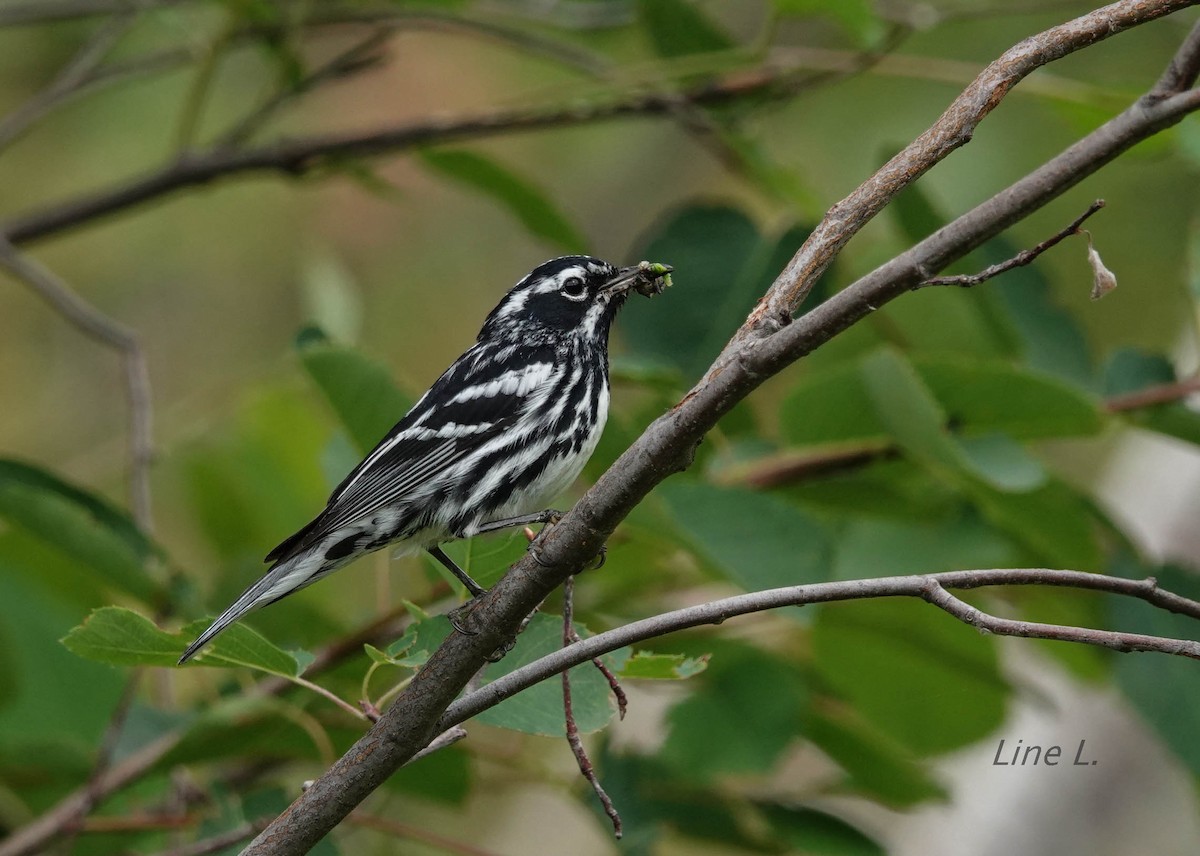 Black-and-white Warbler - ML621182275