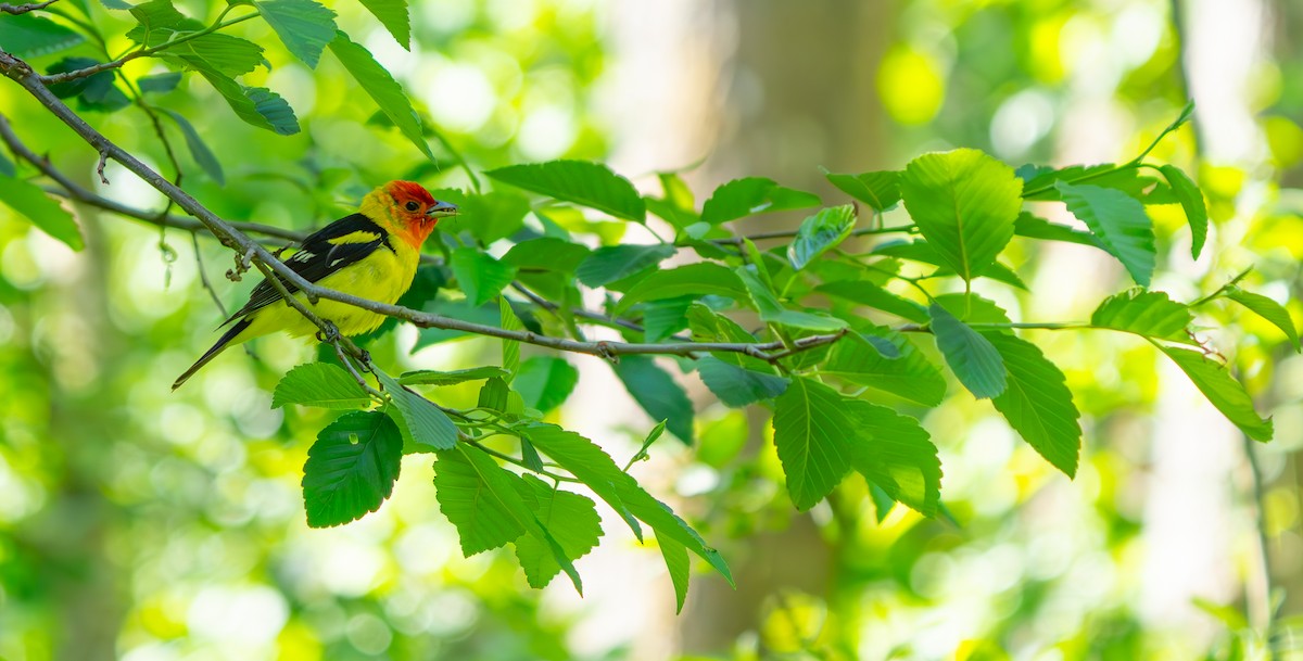 Western Tanager - ML621182308