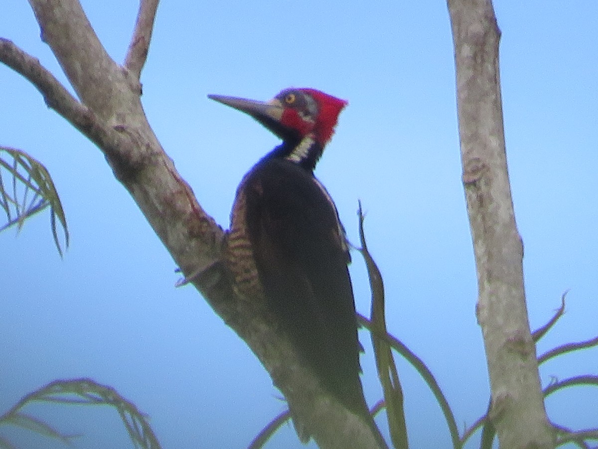 Crimson-crested Woodpecker - ML621182455