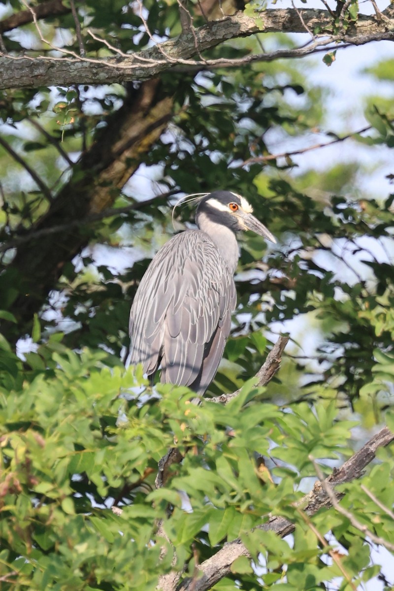 Yellow-crowned Night Heron - ML621182466