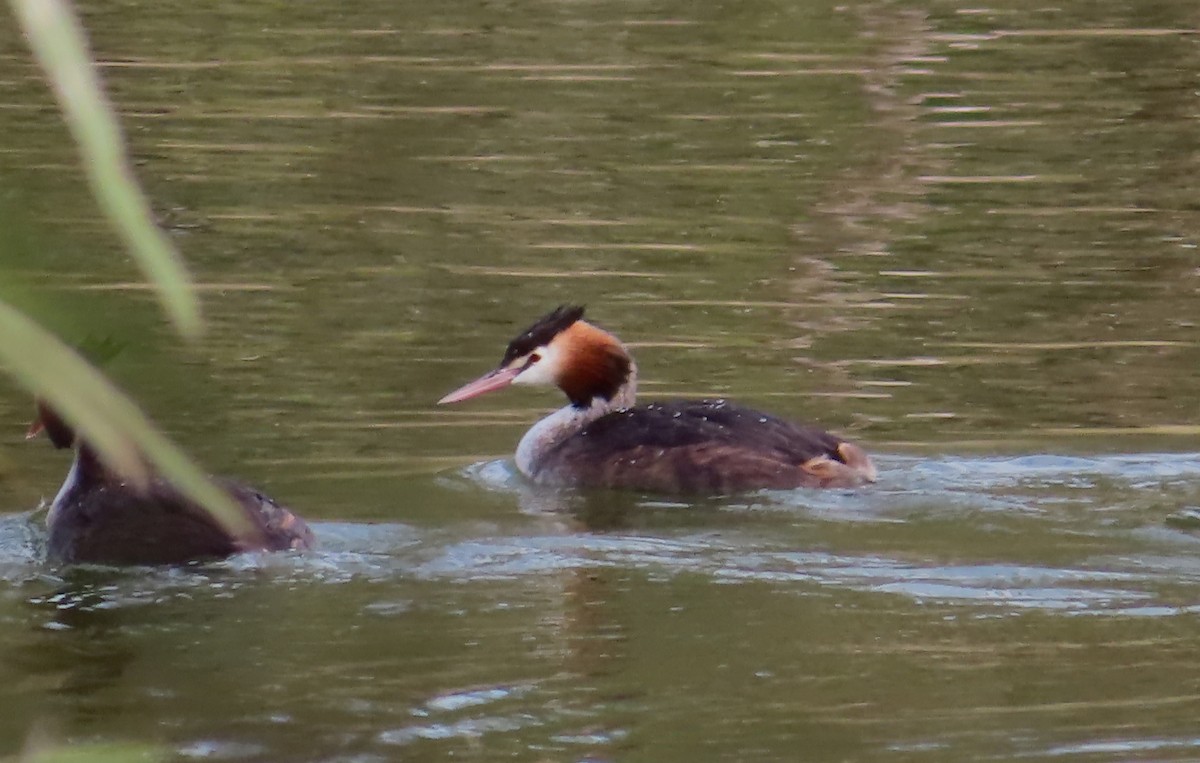 Great Crested Grebe - ML621182492
