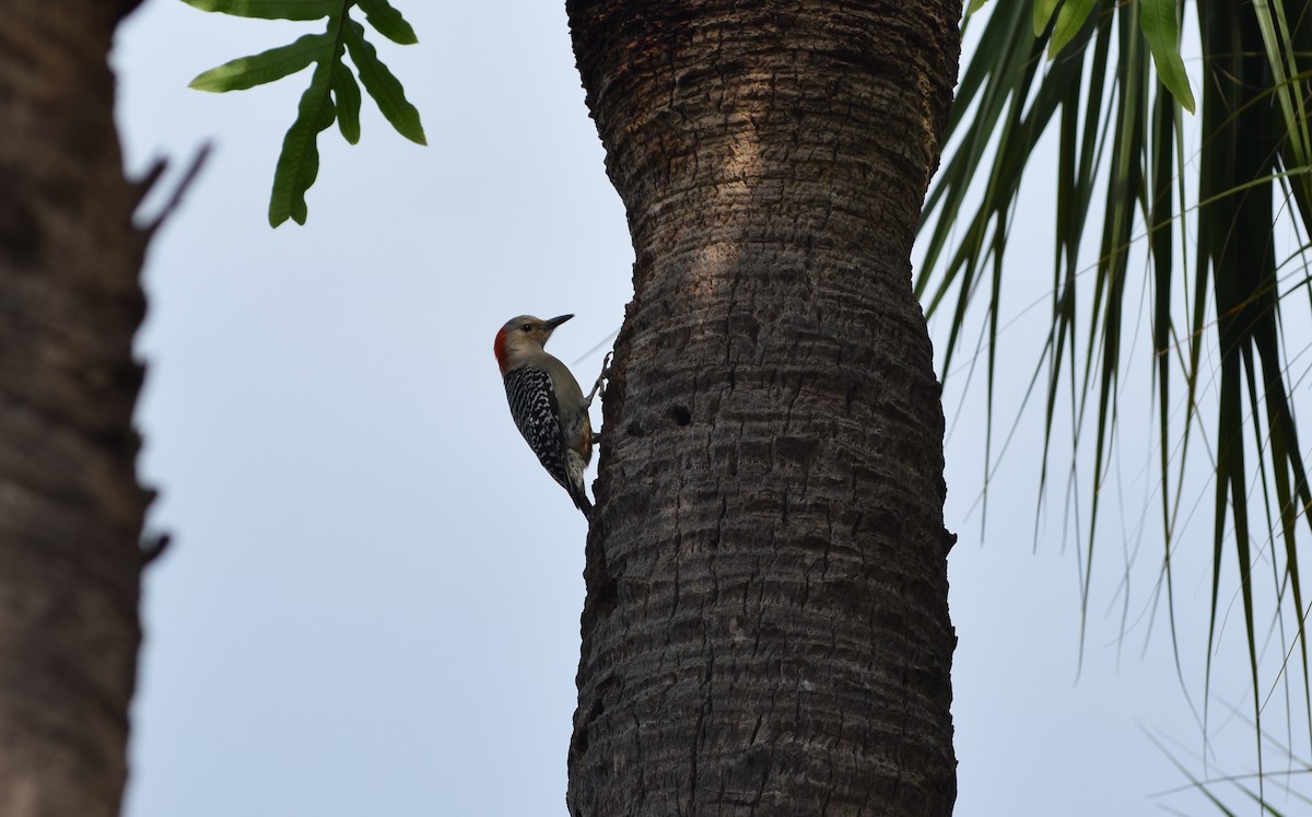 Red-bellied Woodpecker - ML621182493