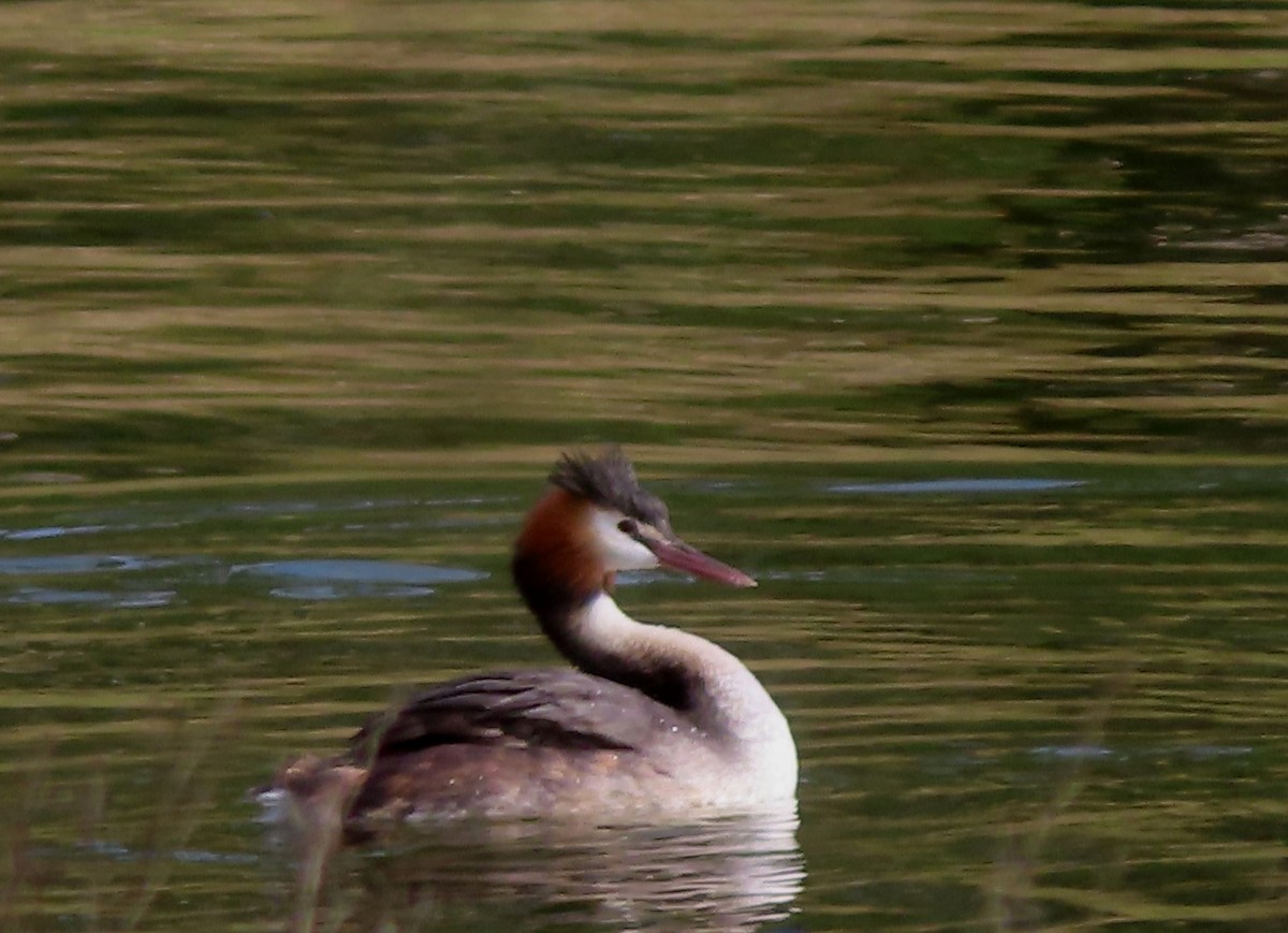 Great Crested Grebe - ML621182498