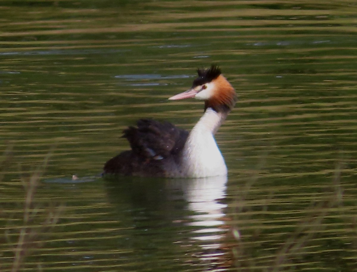 Great Crested Grebe - ML621182501