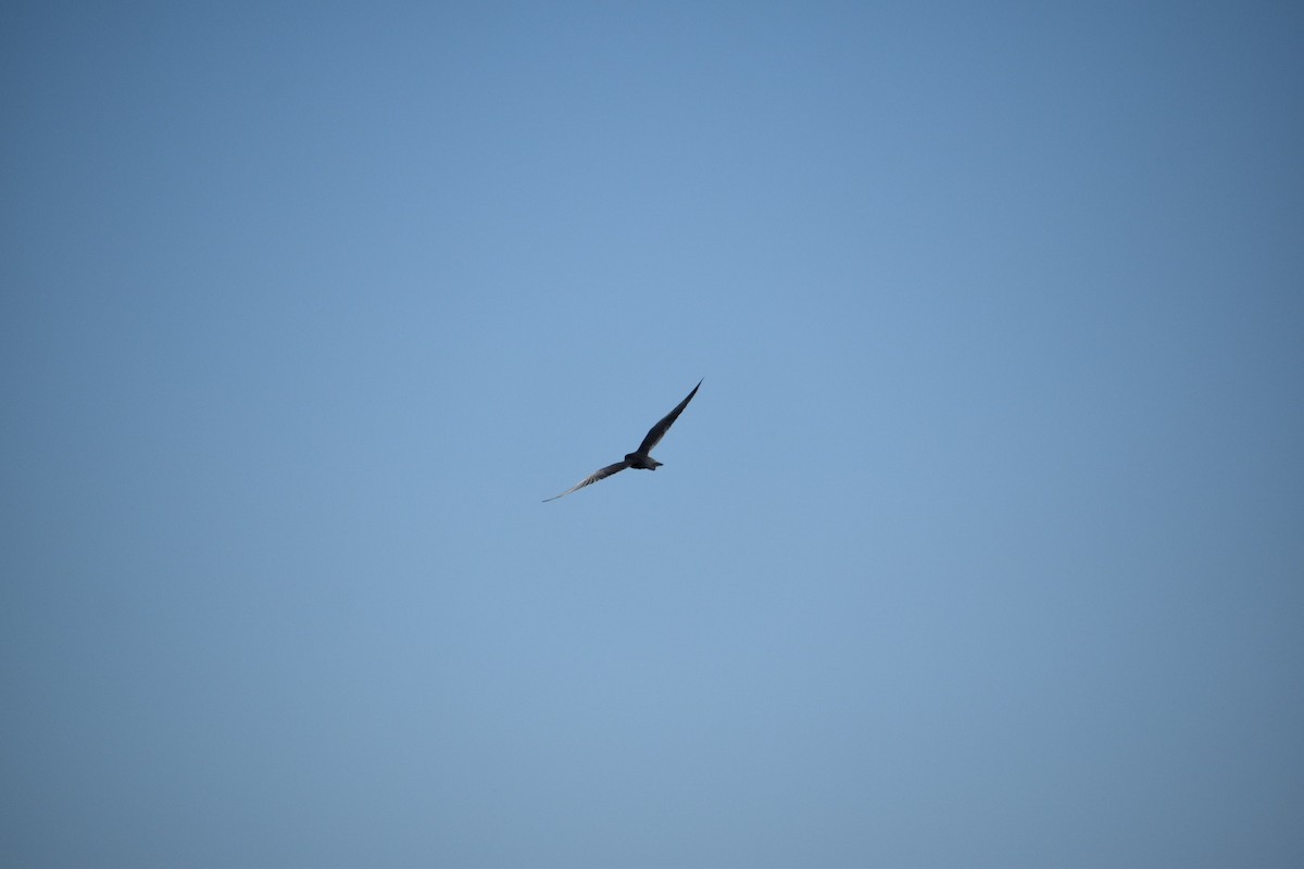 Black Tern - ML621182520