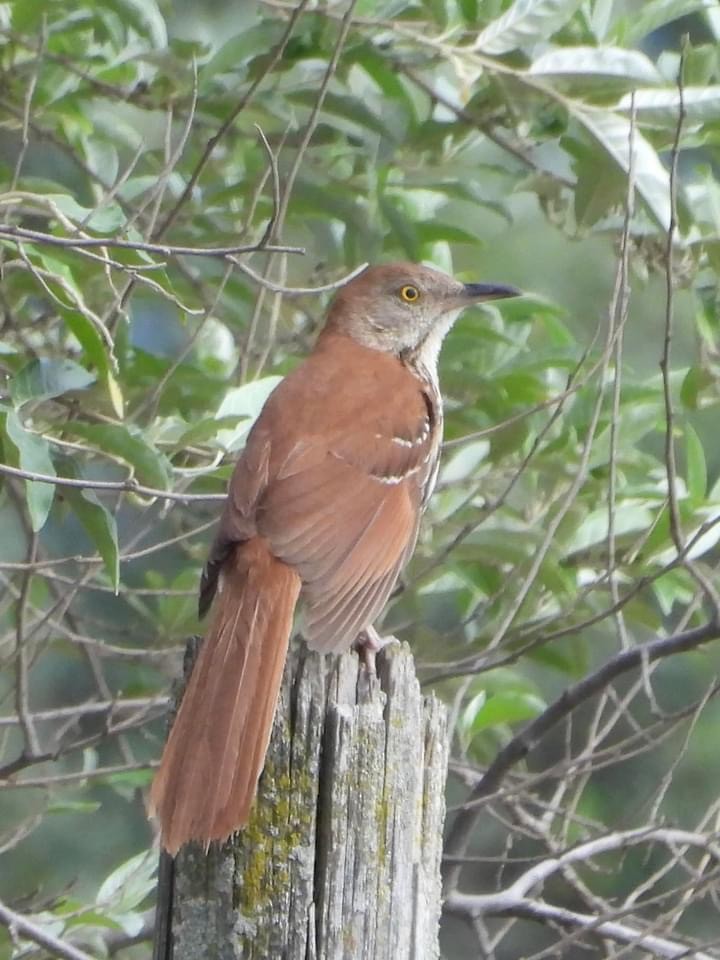 Brown Thrasher - ML621182549