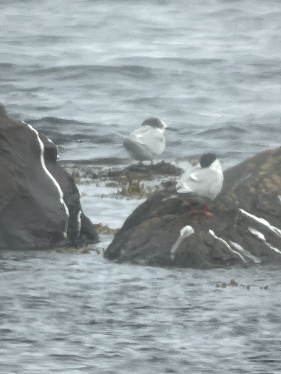 Arctic Tern - ML621182572