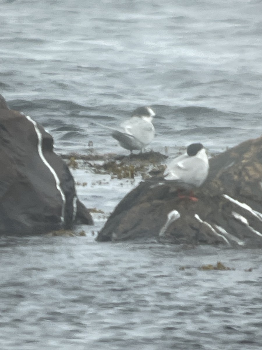 Arctic Tern - ML621182573
