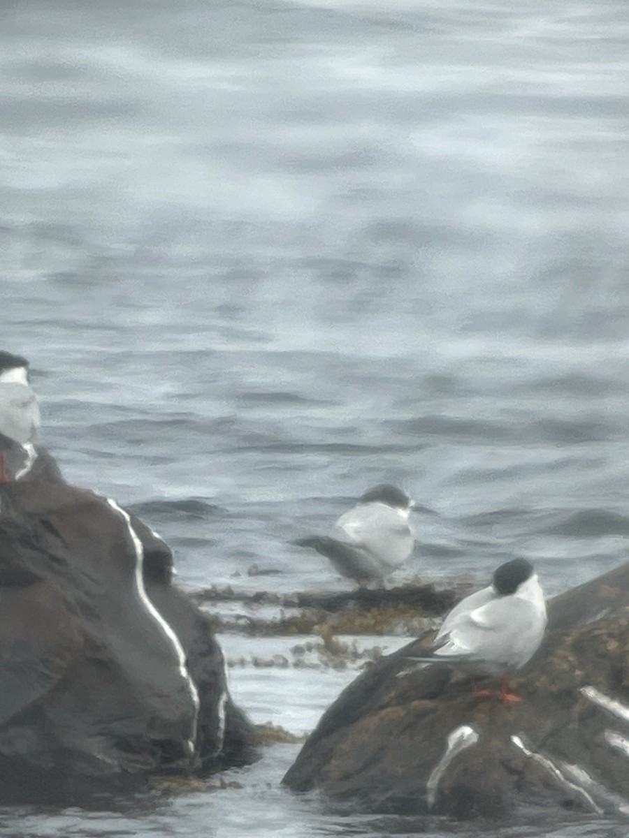 Arctic Tern - ML621182574