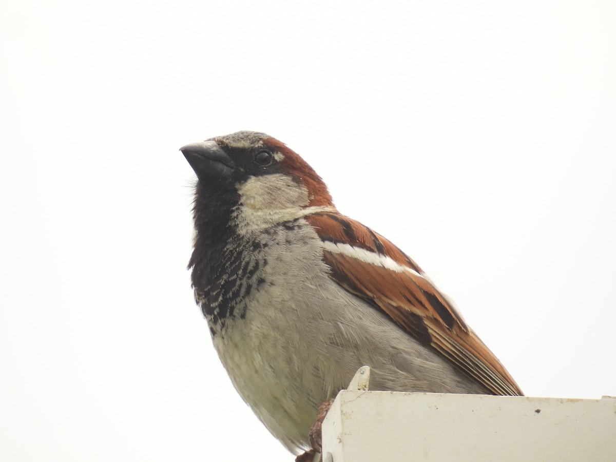 House Sparrow - ML621182584