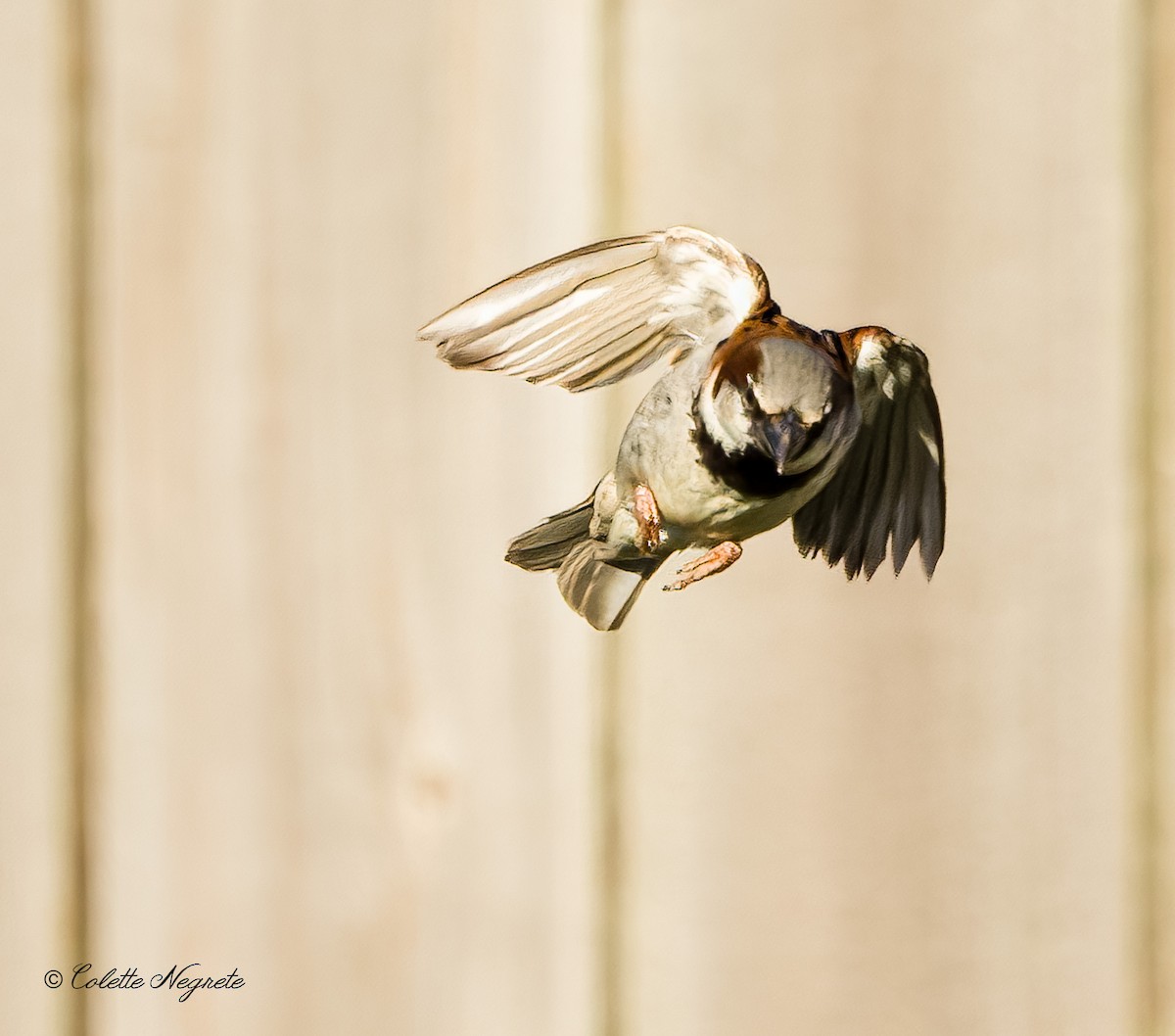 House Sparrow - ML621182592
