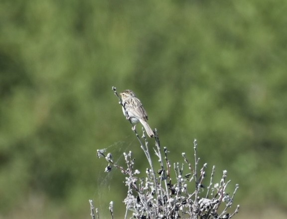 Clay-colored Sparrow - ML621182607