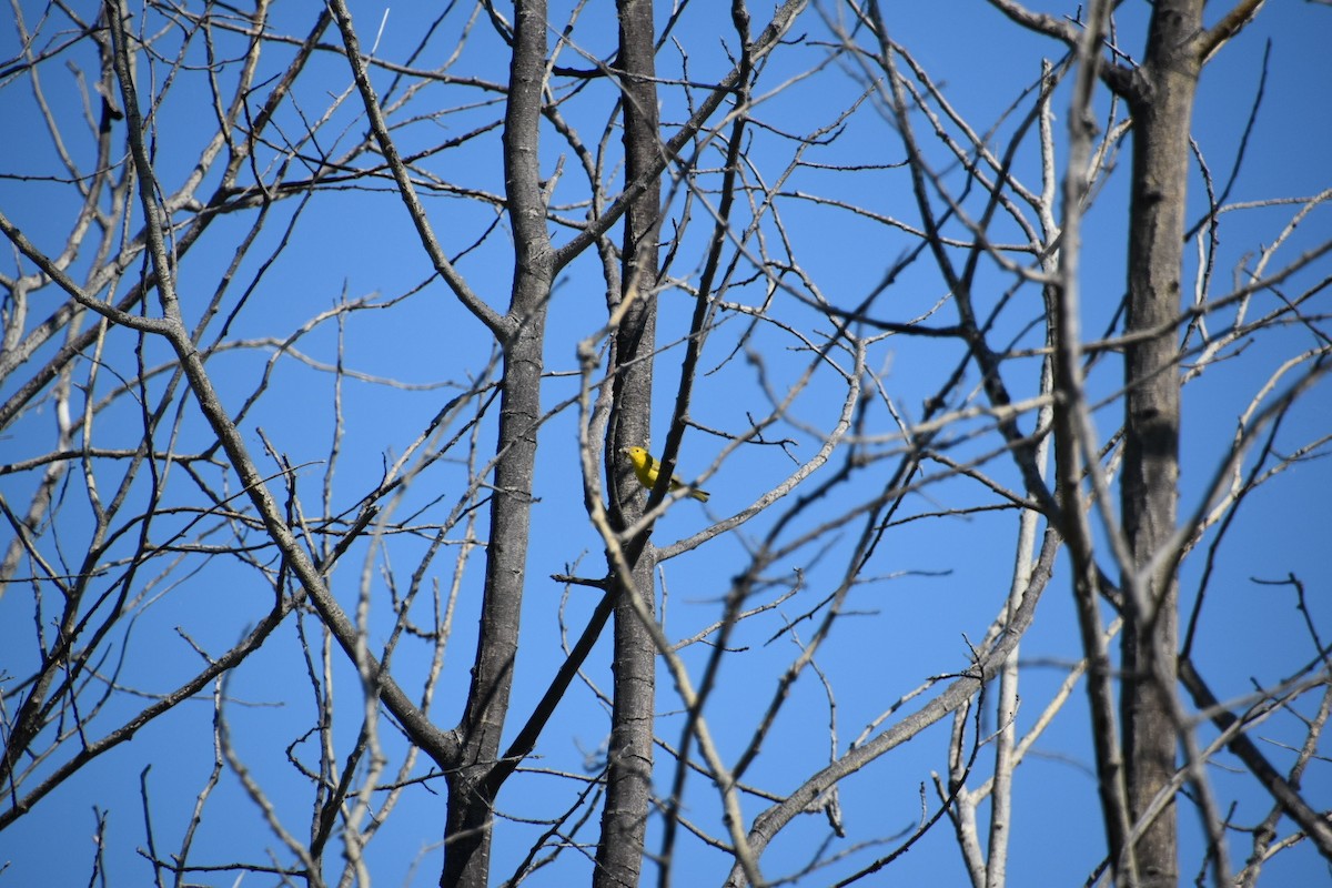 Yellow Warbler - ML621182627