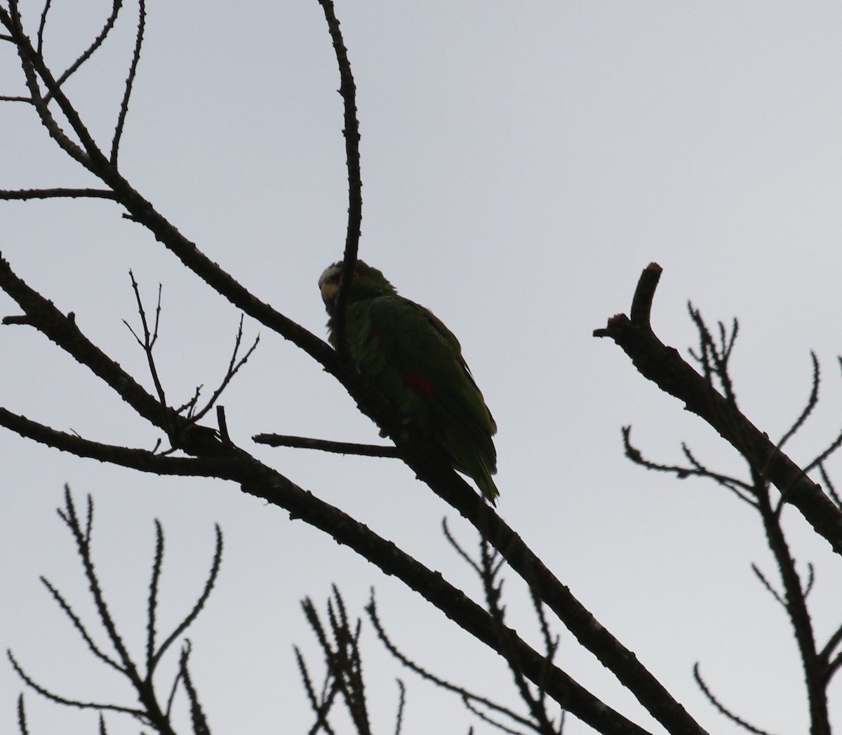 White-fronted Parrot - ML621182643