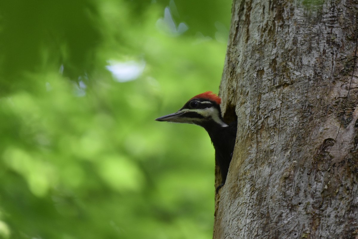 Pileated Woodpecker - ML621182650