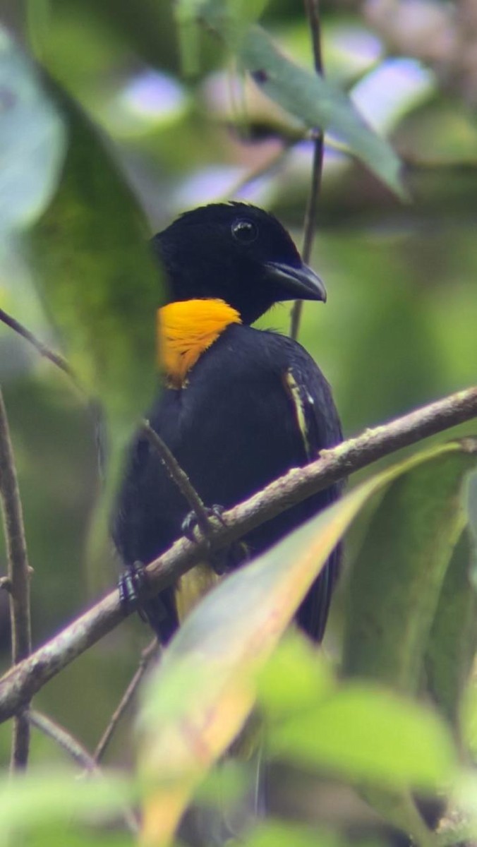 Golden-chested Tanager - ML621182653