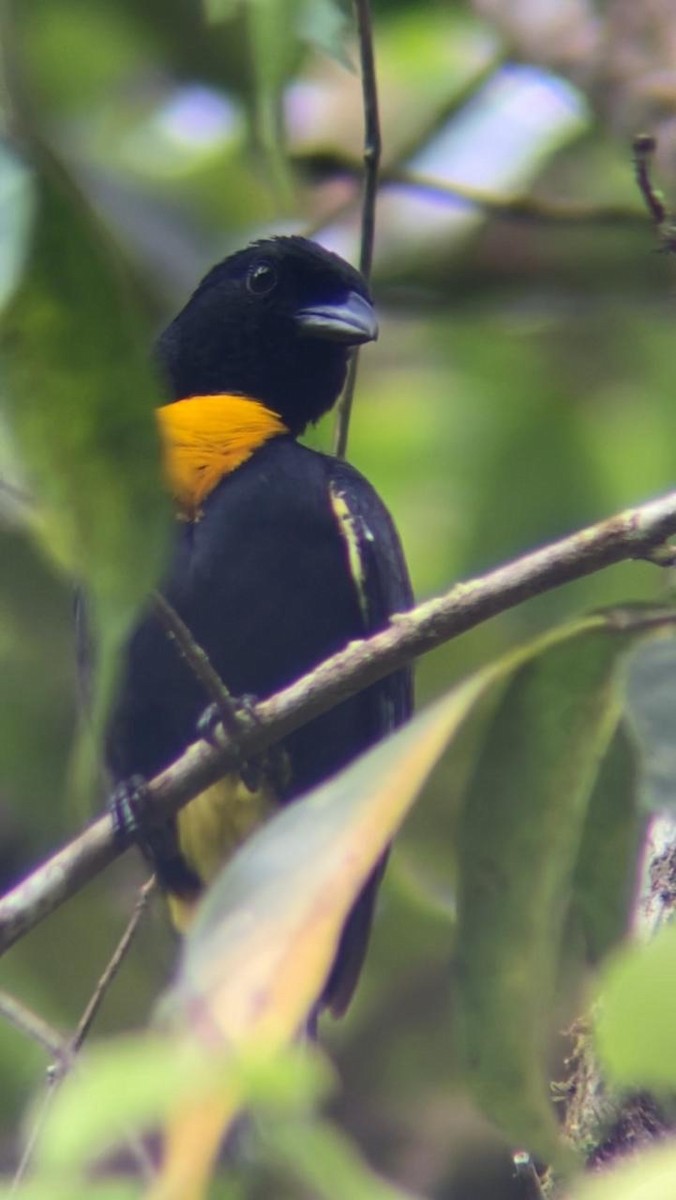 Golden-chested Tanager - ML621182655