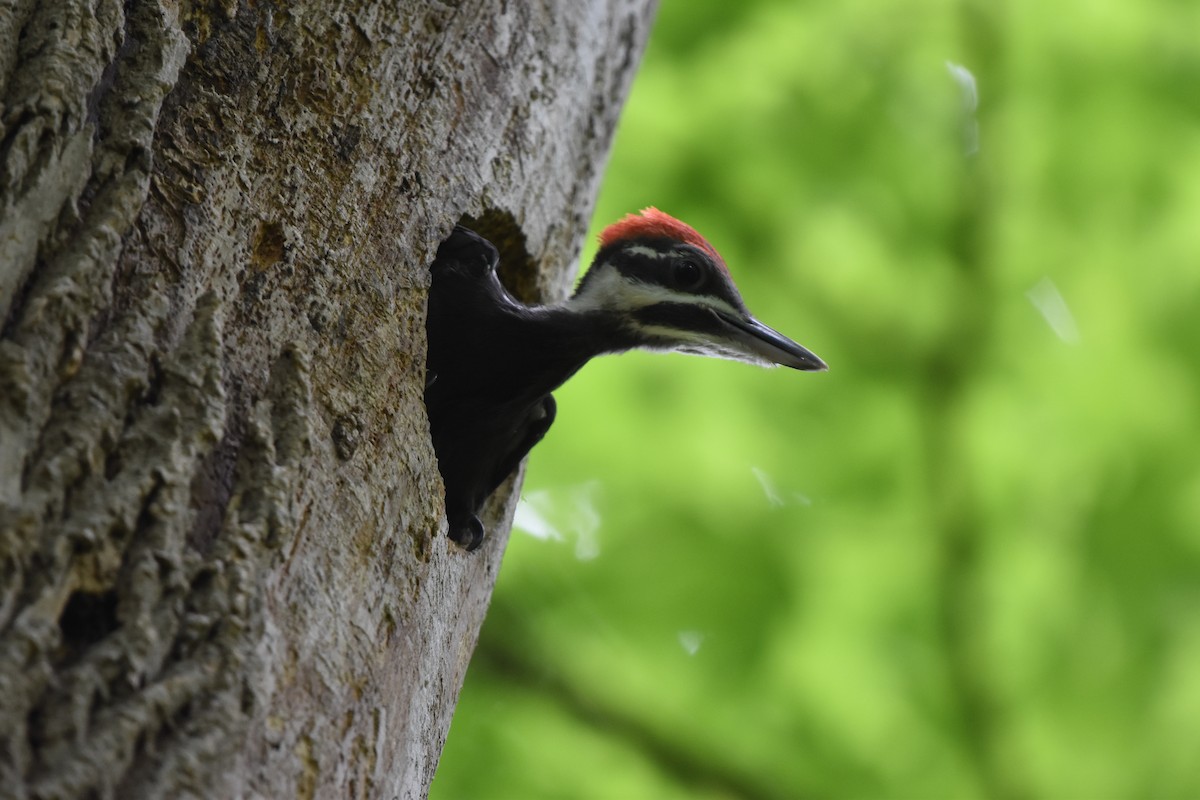 Pileated Woodpecker - ML621182656