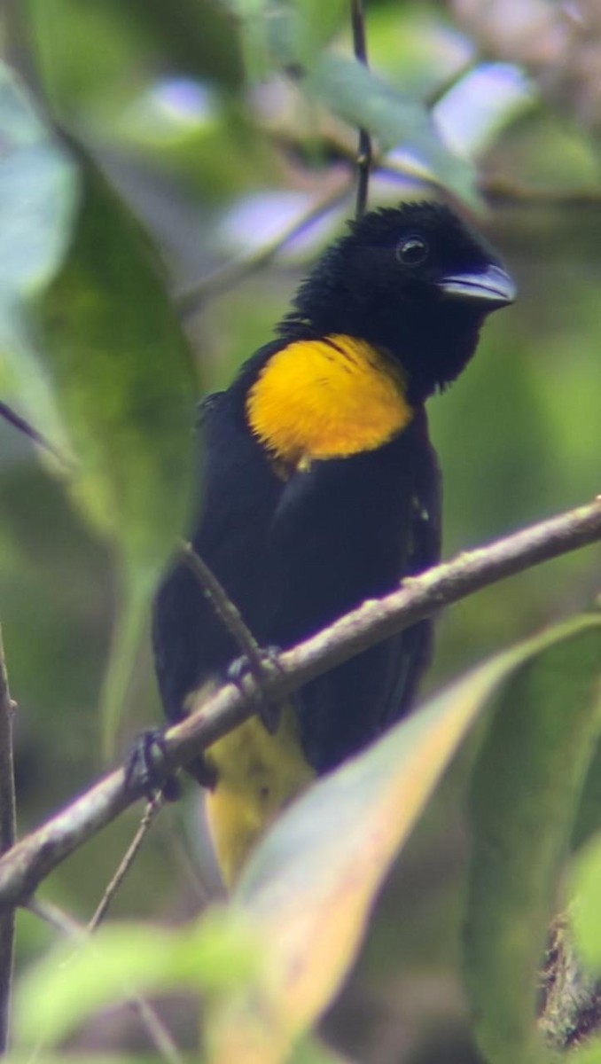 Golden-chested Tanager - ML621182660