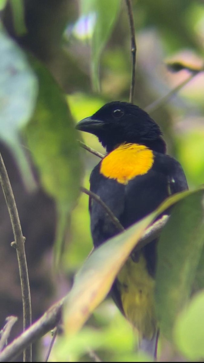 Golden-chested Tanager - ML621182664