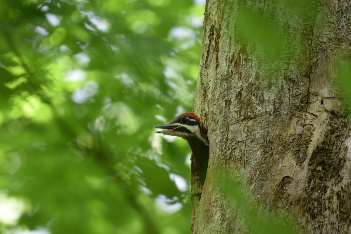 Pileated Woodpecker - ML621182667