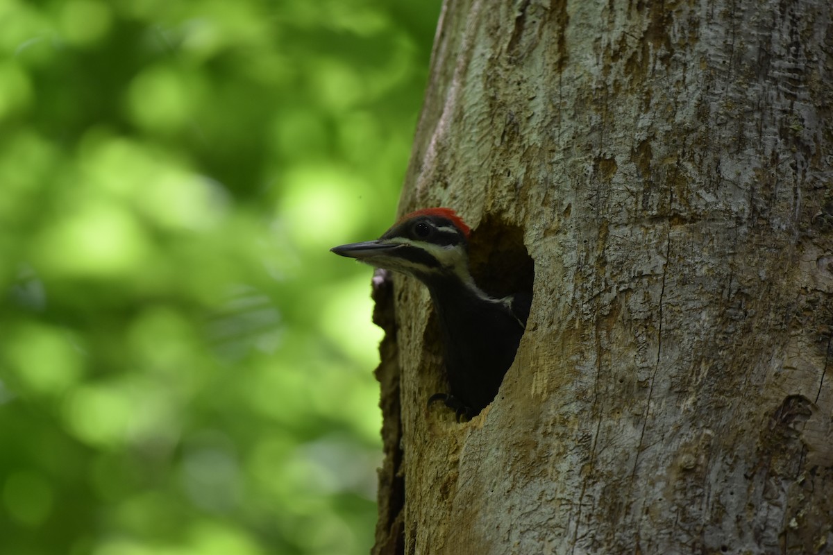 Pileated Woodpecker - ML621182677
