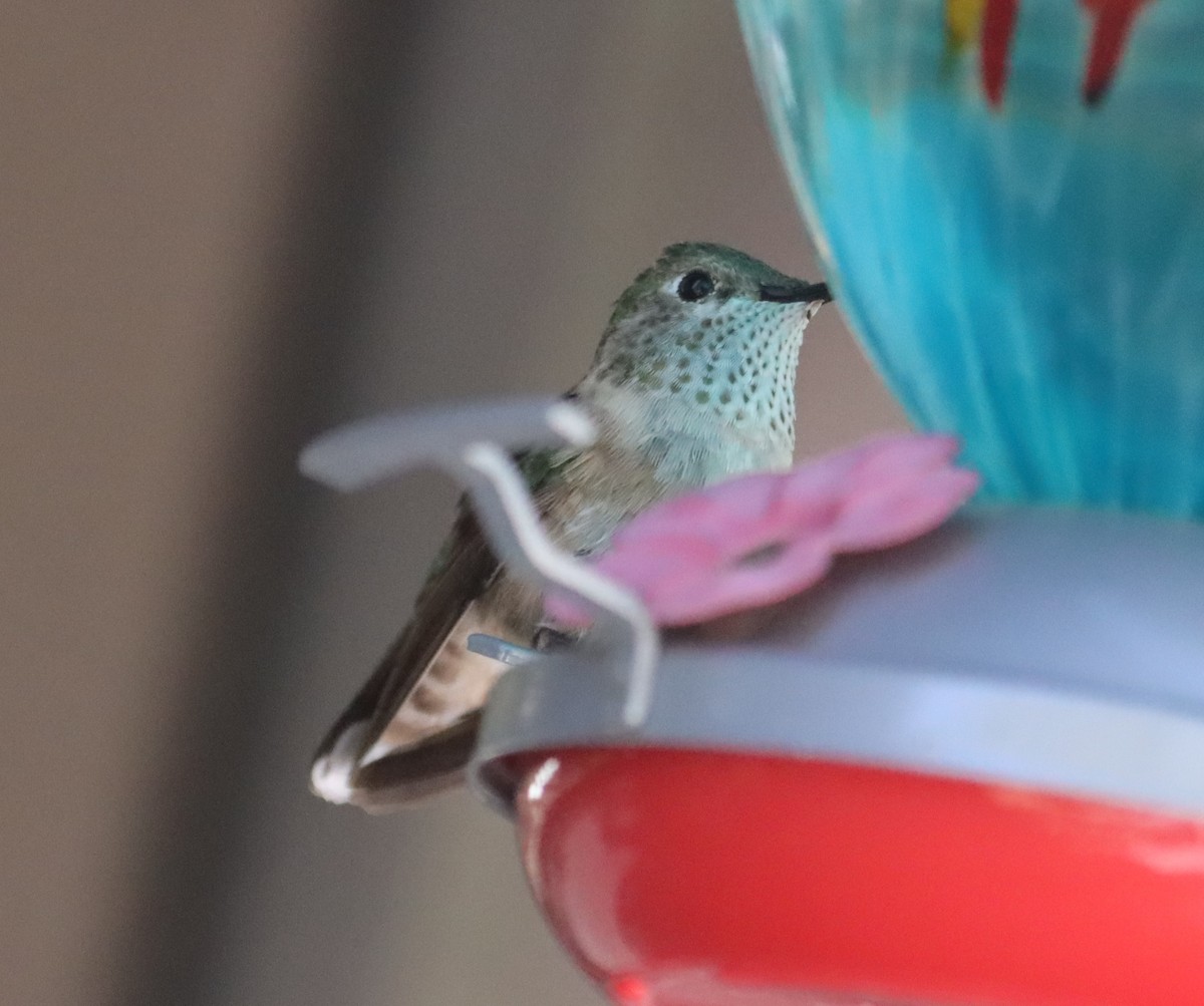 Calliope Hummingbird - ML621182711