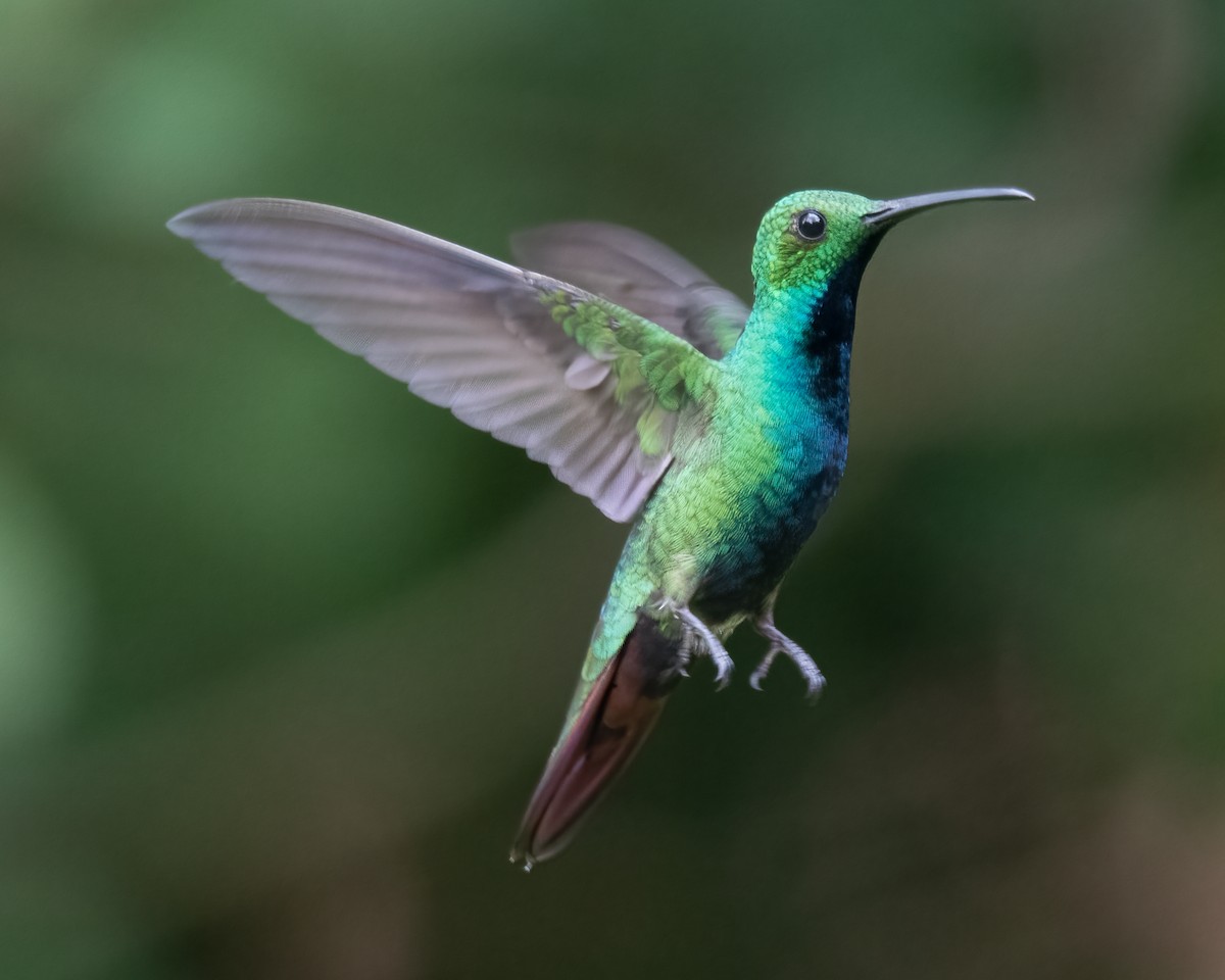 kolibřík lesklý - ML621182713