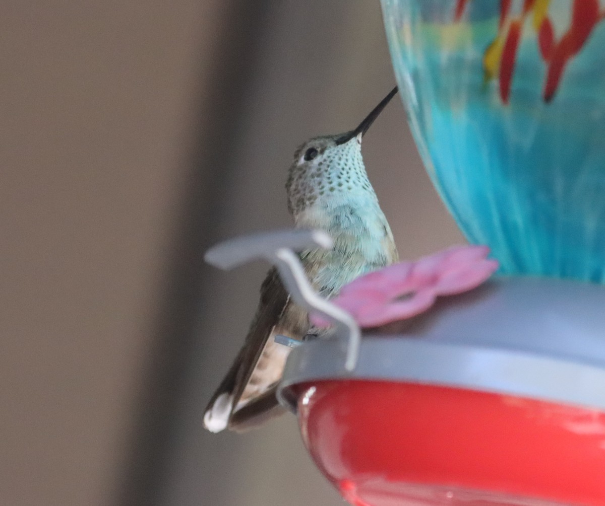 Calliope Hummingbird - ML621182714