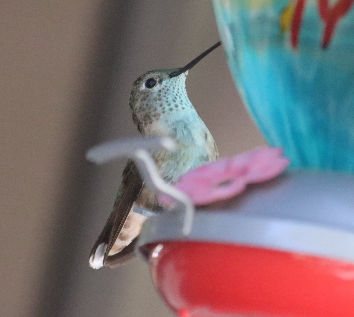 Calliope Hummingbird - ML621182716