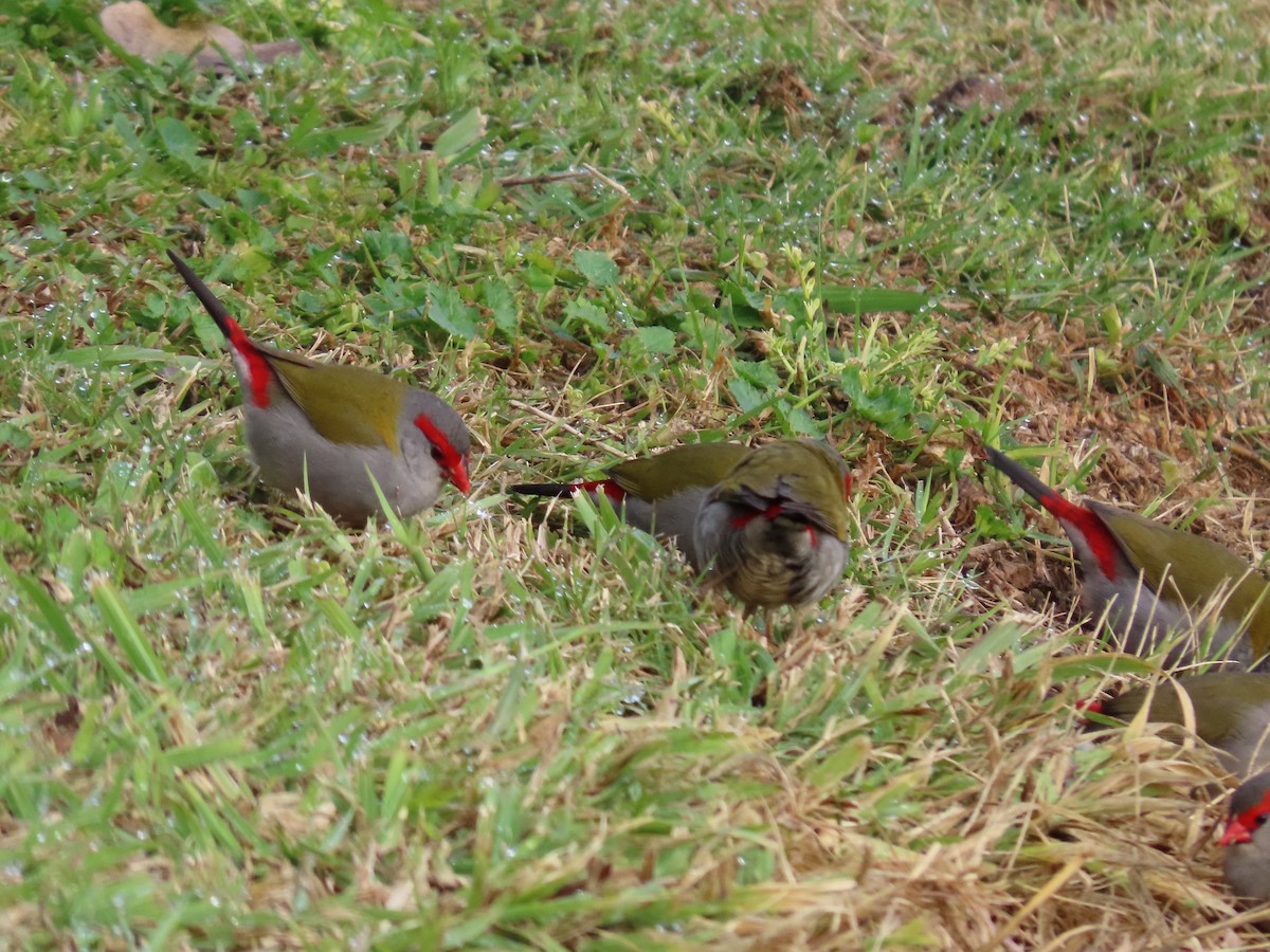 Red-browed Firetail - ML621182730