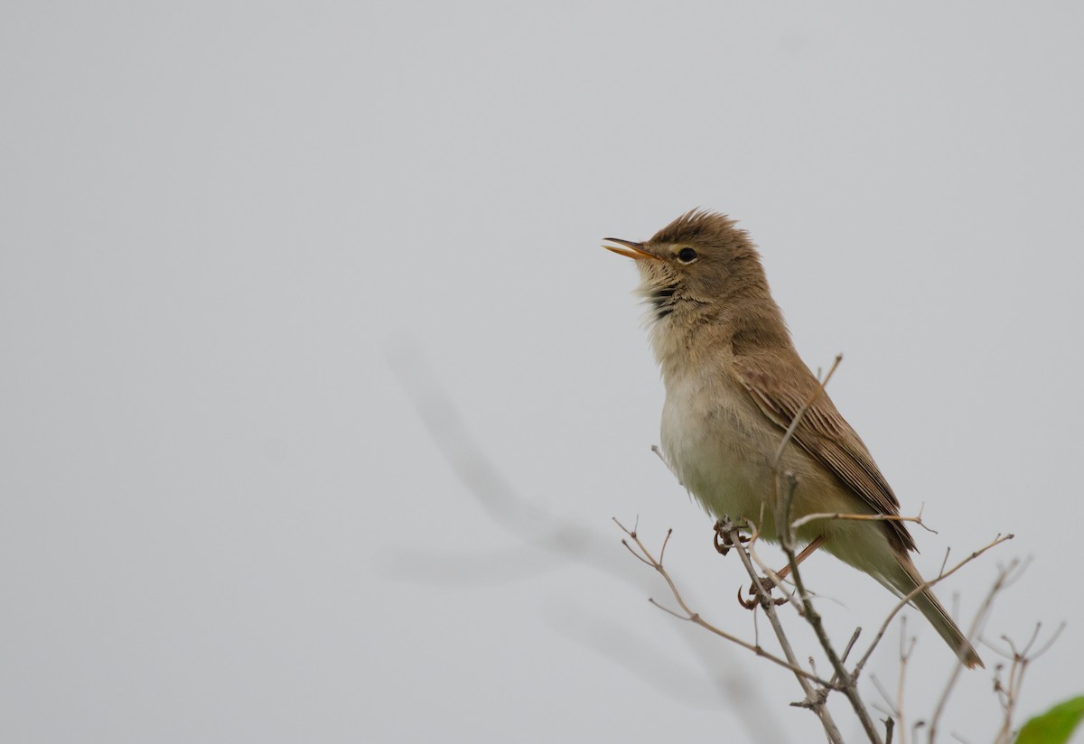 Booted Warbler - ML621182755