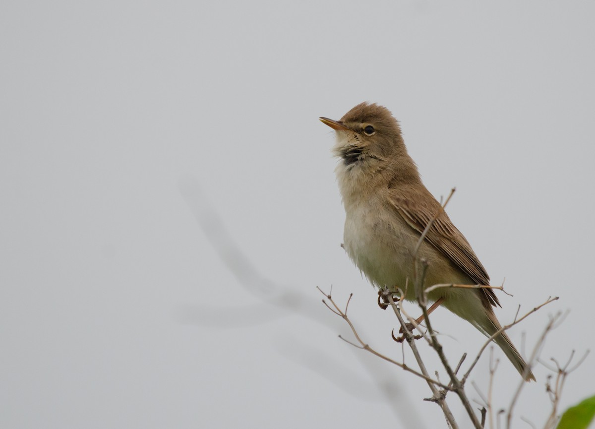 Booted Warbler - ML621182758