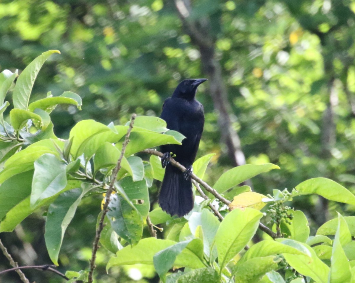 Melodious Blackbird - ML621182759