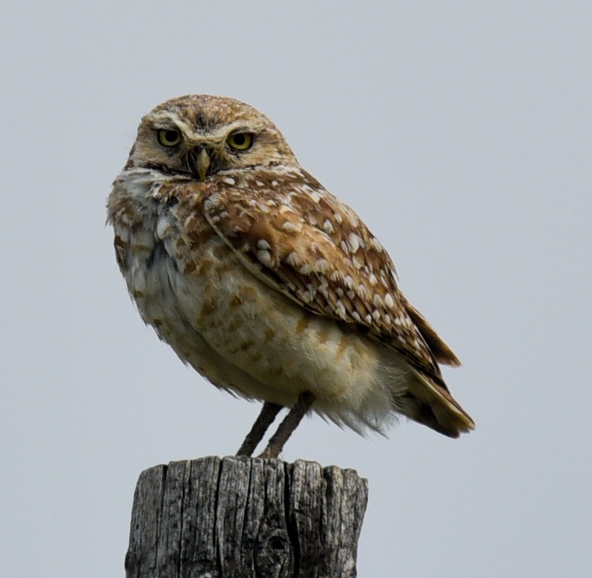 Burrowing Owl - ML621182776