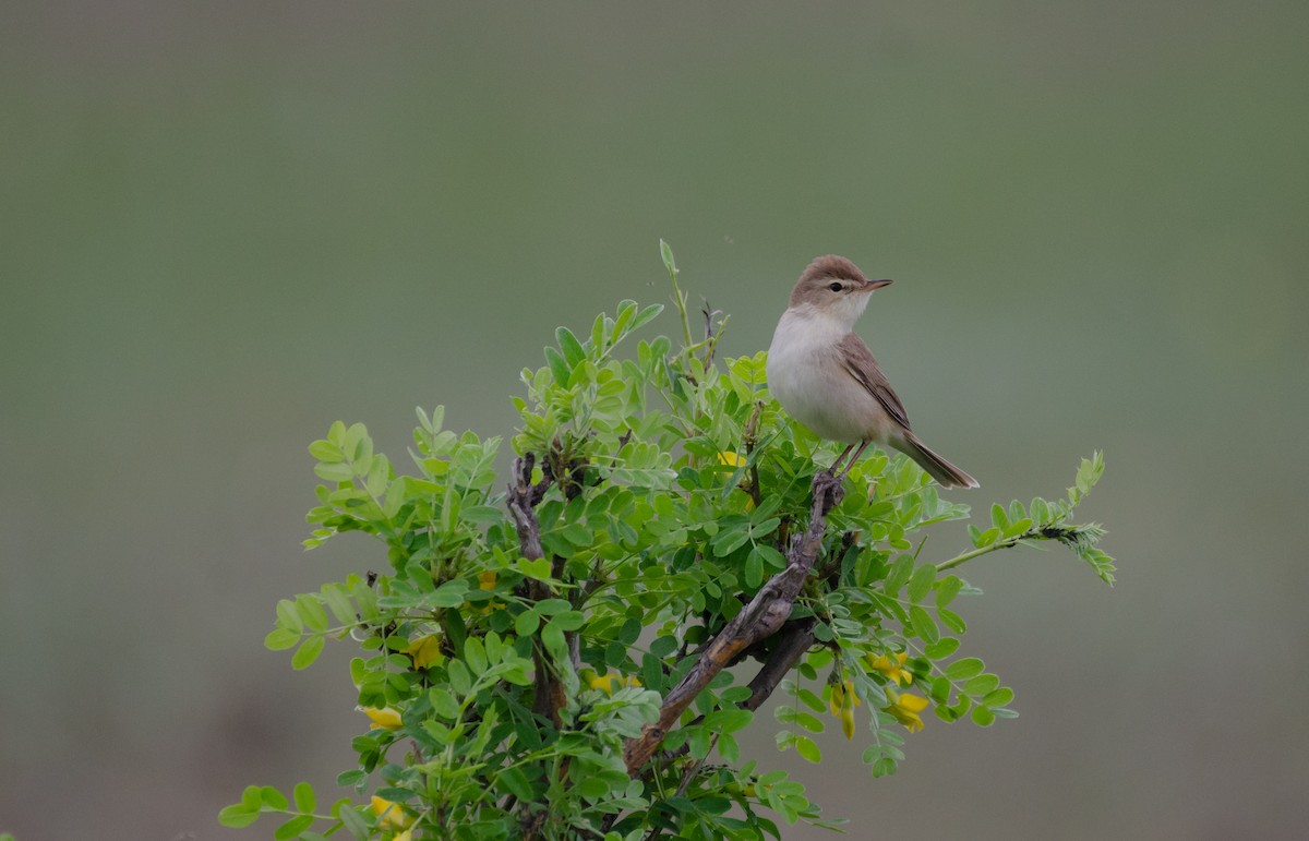Booted Warbler - ML621182789