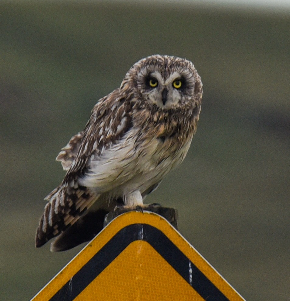 Short-eared Owl - ML621182791