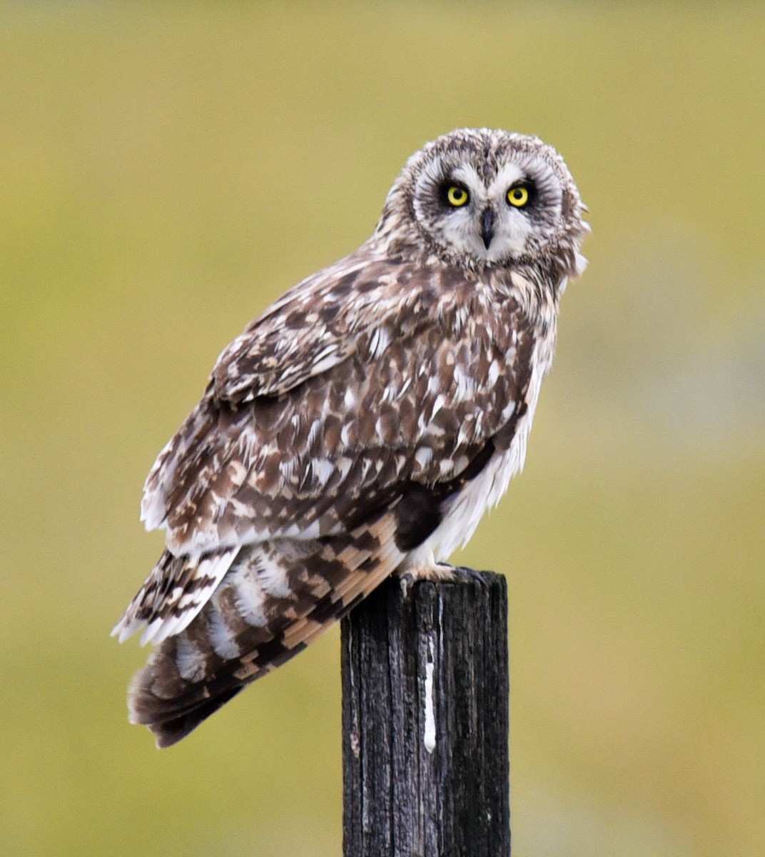 Short-eared Owl - ML621182792
