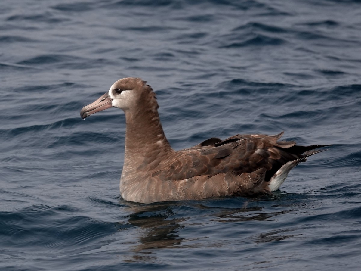 Albatros à pieds noirs - ML621182841