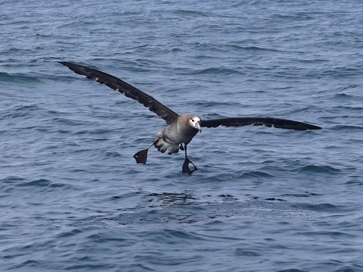 Black-footed Albatross - ML621182843