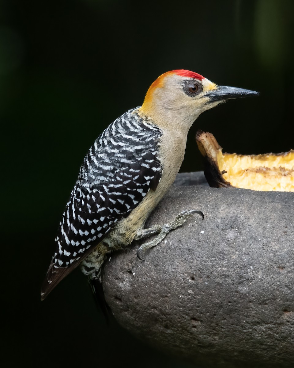 Hoffmann's Woodpecker - ML621182849